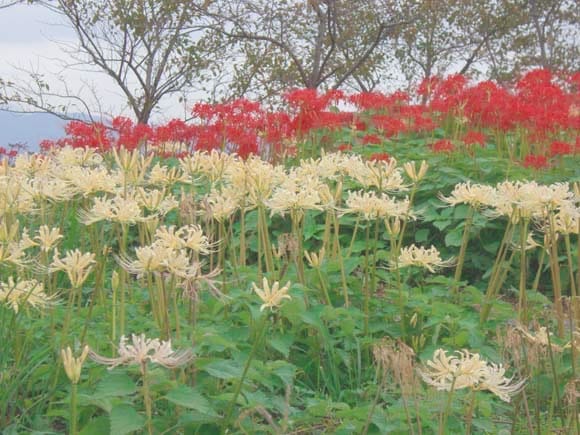 鉢巻山彼岸花まつり